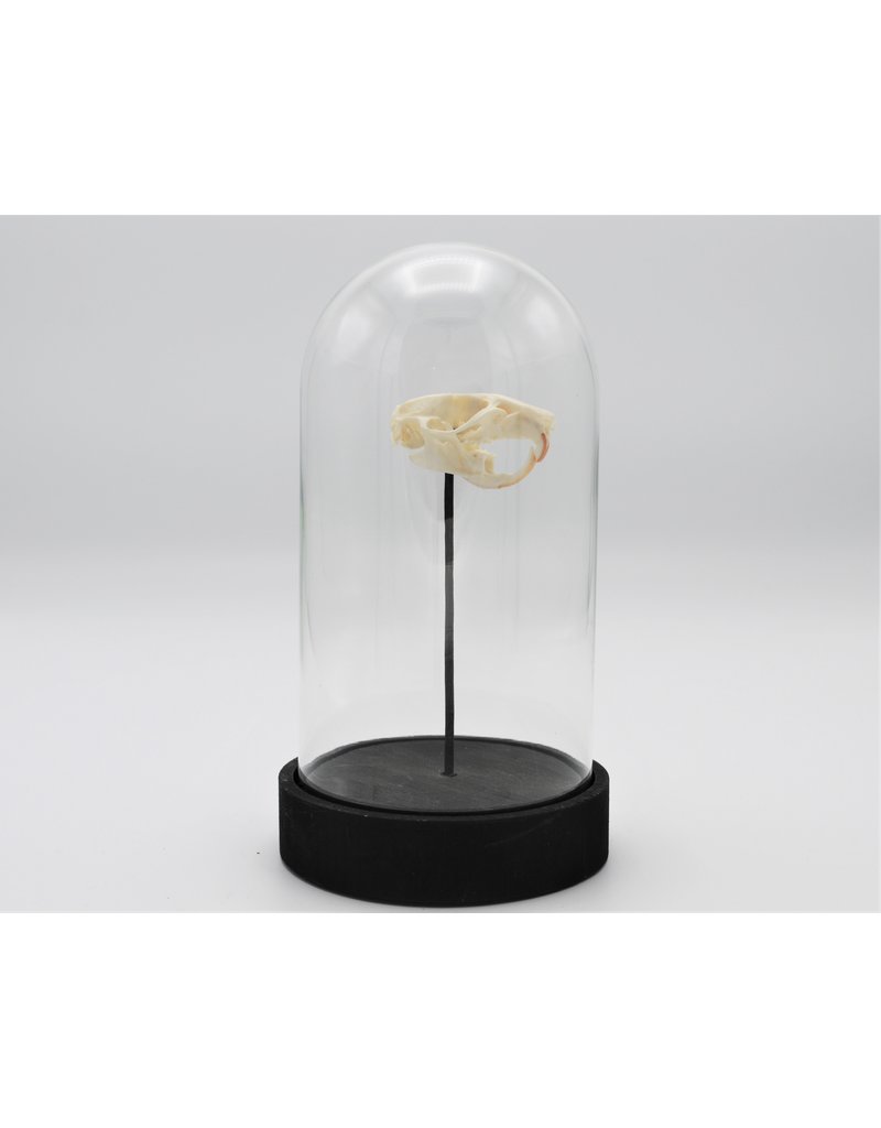 Nature Deco Rat skull in a glass dome