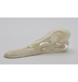 . Duck skull