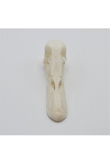 . Duck skull