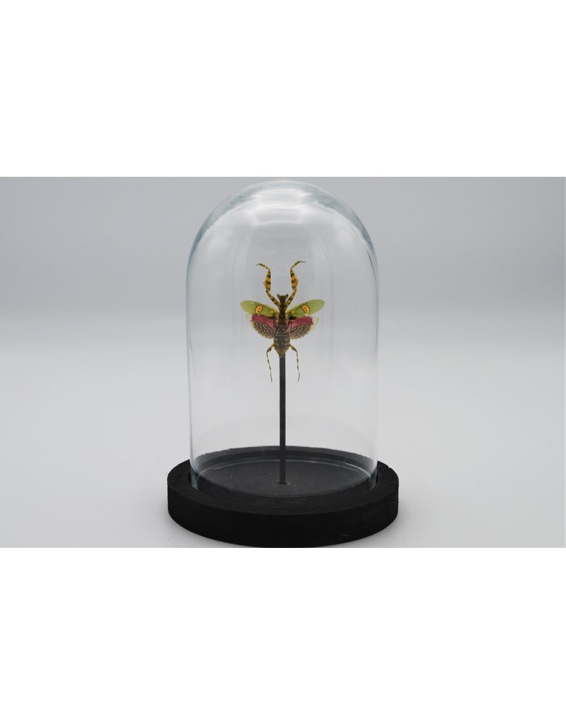 Nature Deco Creobroter Gemmatus in glass dome