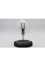 Nature Deco Cyclommatus Metallifer finae in glass dome