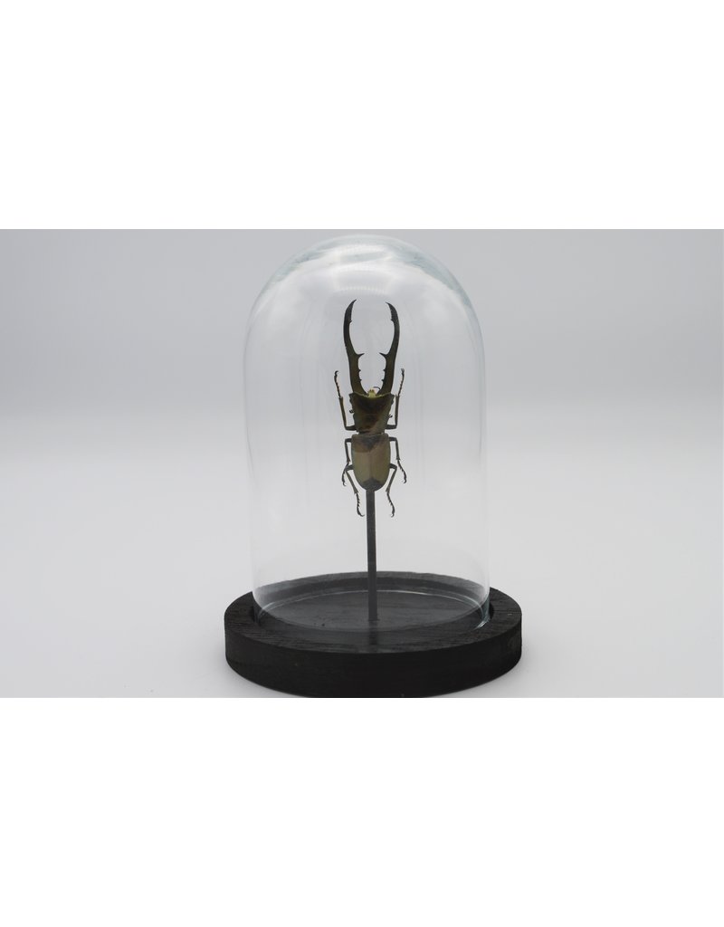 Nature Deco Cyclommatus Metallifer finae in glass dome