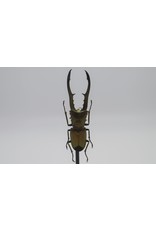 Nature Deco Cyclommatus Metallifer finae in glass dome