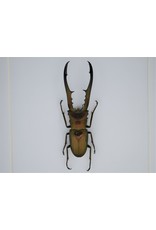 Nature Deco Cyclommatus Metallifer finae in luxe 3D lijst 17 x 17cm