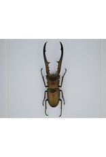 Nature Deco Cyclommatus Metallifer finae in luxury 3D frame 17 x 17cm