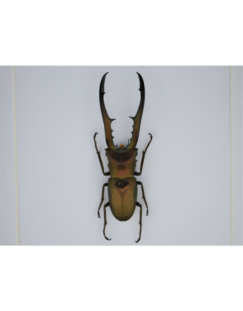 Nature Deco Cyclommatus Metallifer finae in luxe 3D lijst 17 x 17cm