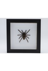 Nature Deco  Eurypelma Spinicrus in luxury 3D frame 17 x 17cm spin