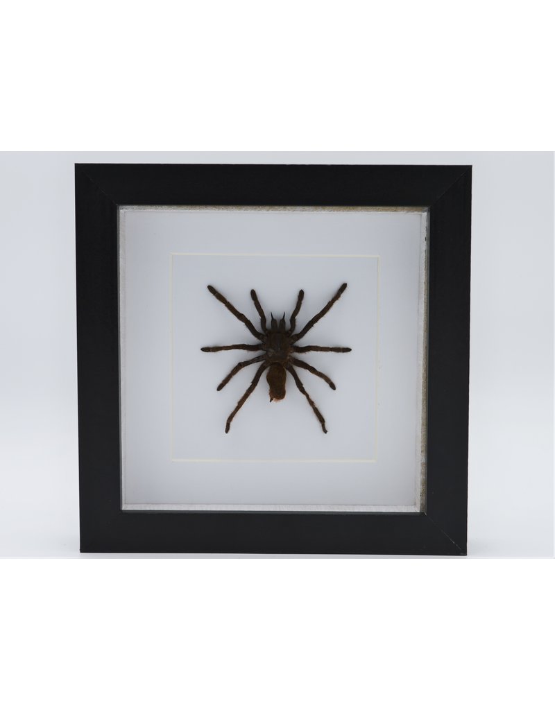 Nature Deco  Eurypelma Spinicrus in luxury 3D frame 17 x 17cm spin