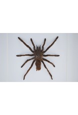 Nature Deco  Eurypelma Spinicrus in luxe 3D lijst 17 x 17cm spin