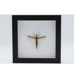 Nature Deco Wandelende tak in luxe 3D lijst