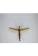 Nature Deco Walking stick in luxury 3D frame 17  x17cm (female)