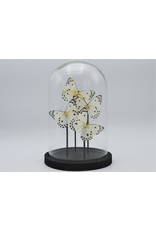 Nature Deco  Belenois Calypso in glass dome 21 x 14cm