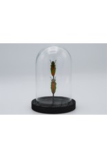 Nature Deco Jewel beetles in glass dome 14 x 10cm