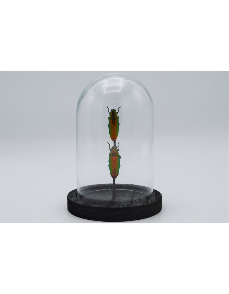 Nature Deco Jewel beetles in glass dome 14 x 10cm