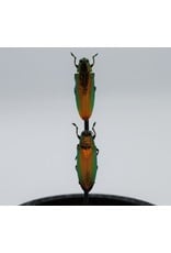 Nature Deco Jewel beetles in glass dome 14 x 10cm