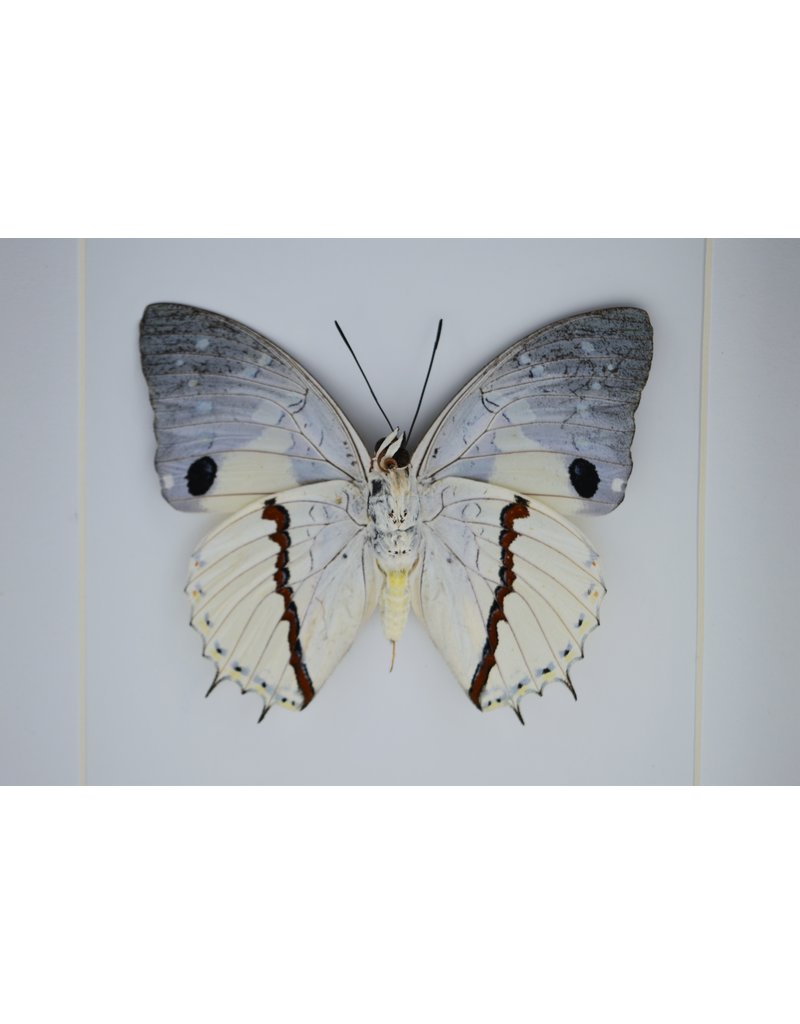 Nature Deco Charaxes Hadrianus in luxury 3D frame 17 x 17cm