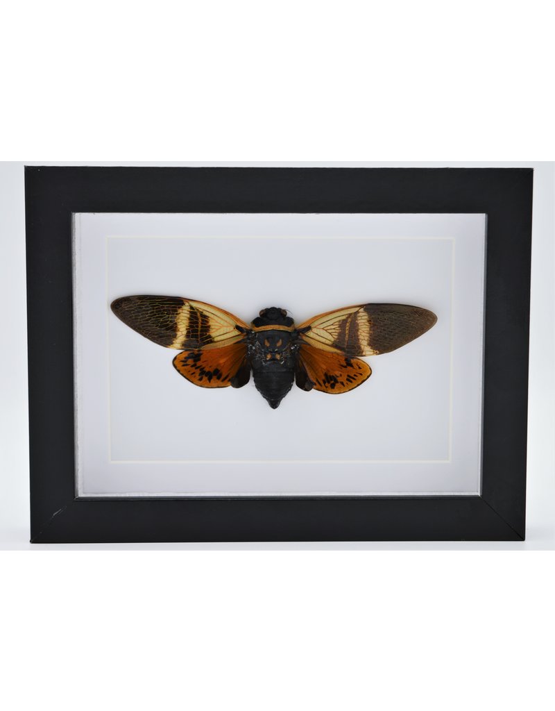 Nature Deco  Angamiana Floridula (cicade) in luxury 3D frame 20,3 x 15,3 cm