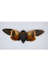 Nature Deco  Angamiana Floridula (cicade) in luxury 3D frame 20,3 x 15,3 cm
