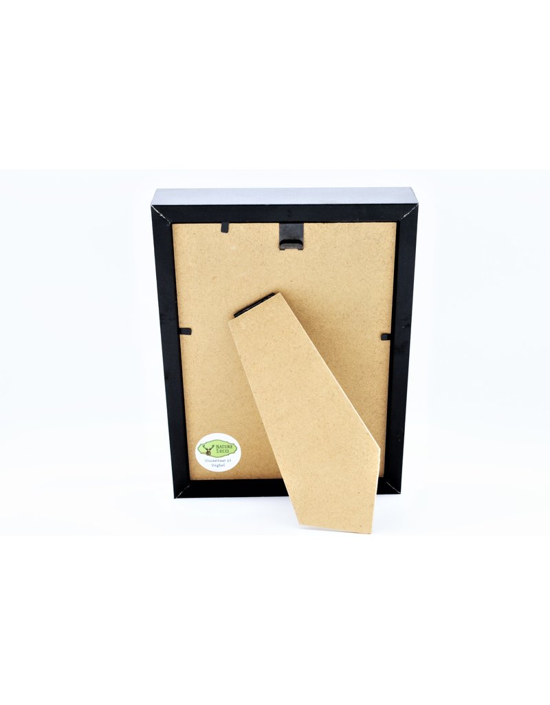Nature Deco Urania Ripheus dubbel in luxe 3D lijst 20,3 x 15,3cm