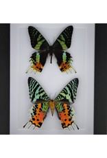 Nature Deco Urania Ripheus dubbel in luxe 3D lijst 20,3 x 15,3cm