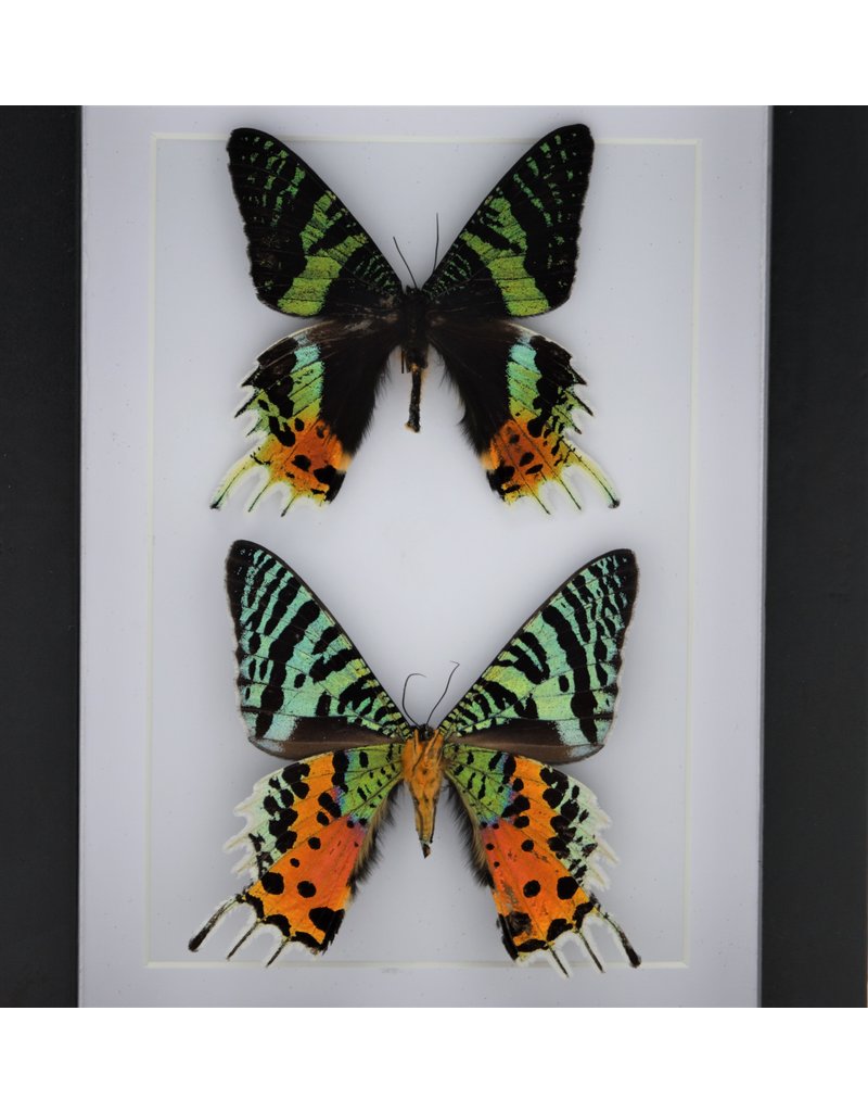 Nature Deco Urania Ripheus dubbel in luxe 3D lijst 20,3 x 15,3cm