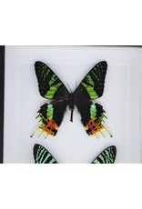 Nature Deco Urania Ripheus dubbel in luxe 3D lijst 20,3 x 15,3cm