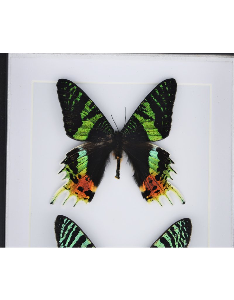 Nature Deco Urania Ripheus dubbel in luxe 3D lijst 20,3 x 15,3cm