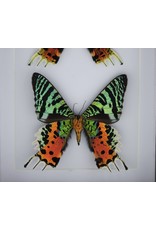 Nature Deco Urania Ripheus double in luxury 3D frame 20,3 x 15,3cm