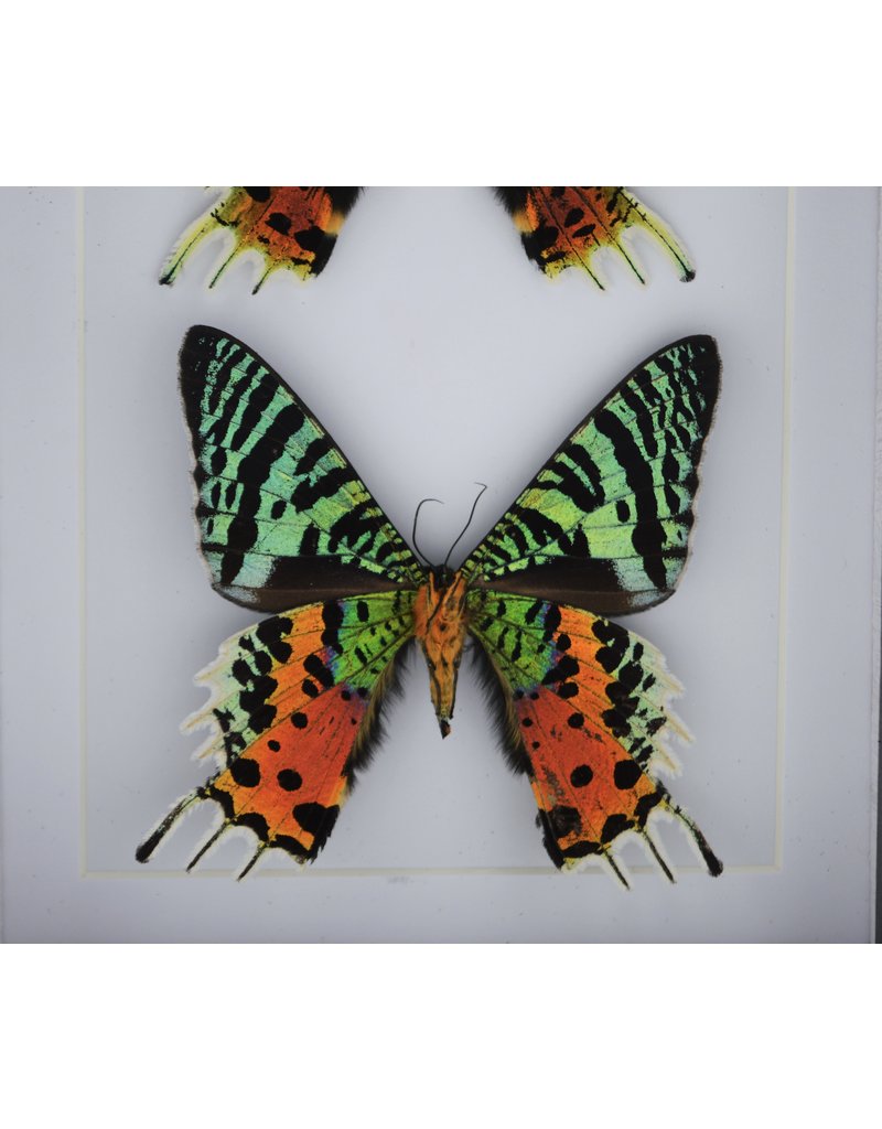 Nature Deco Urania Ripheus double in luxury 3D frame 20,3 x 15,3cm
