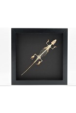 Nature Deco Skink skeleton in luxury 3D frame 22 x 22cm