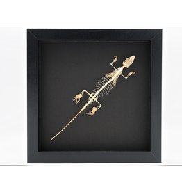 Nature Deco Skink skeleton in luxury 3D frame