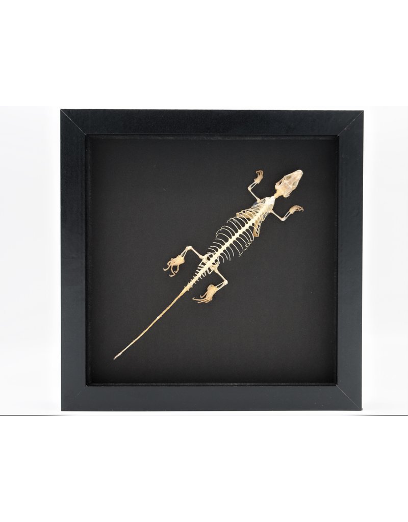 Nature Deco Skink skeleton in luxury 3D frame 22 x 22cm