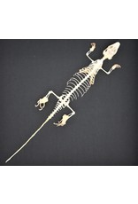 Nature Deco Skink skeleton in luxury 3D frame 22 x 22cm