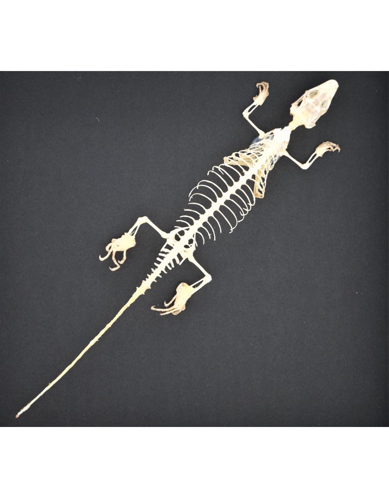 Nature Deco Skink skeleton in luxury 3D frame 22 x 22cm