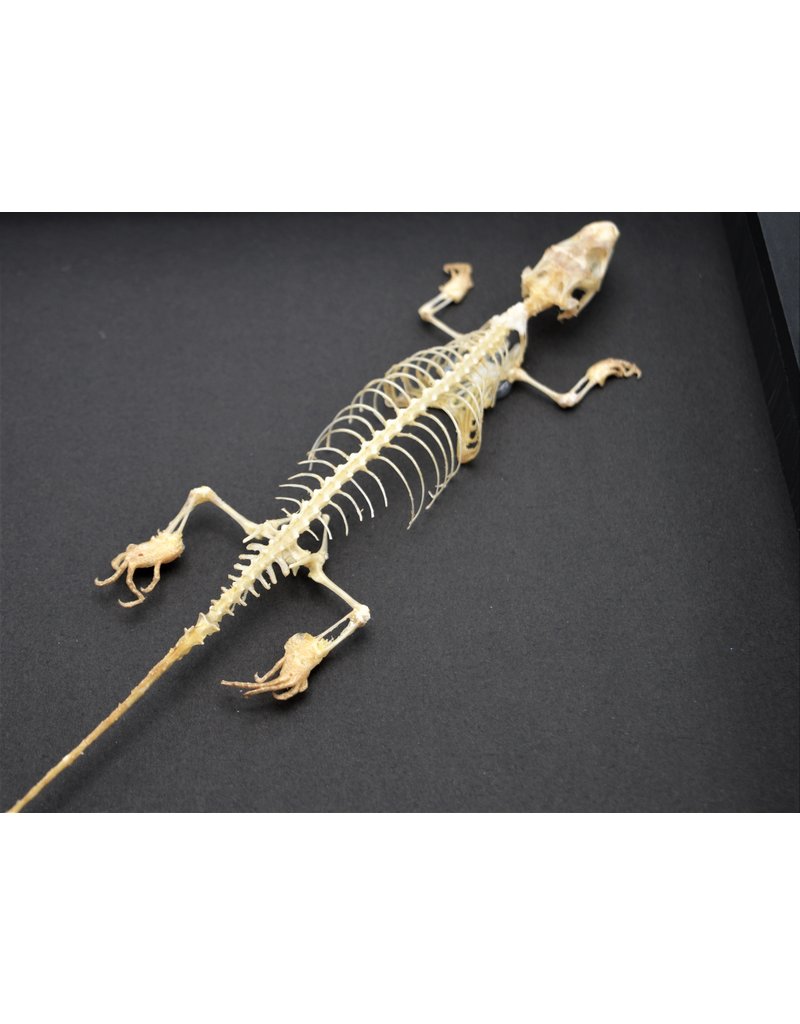 Nature Deco Skink skeleton in luxury 3D frame 22 x 22cm