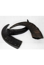 . Water buffalo horn L