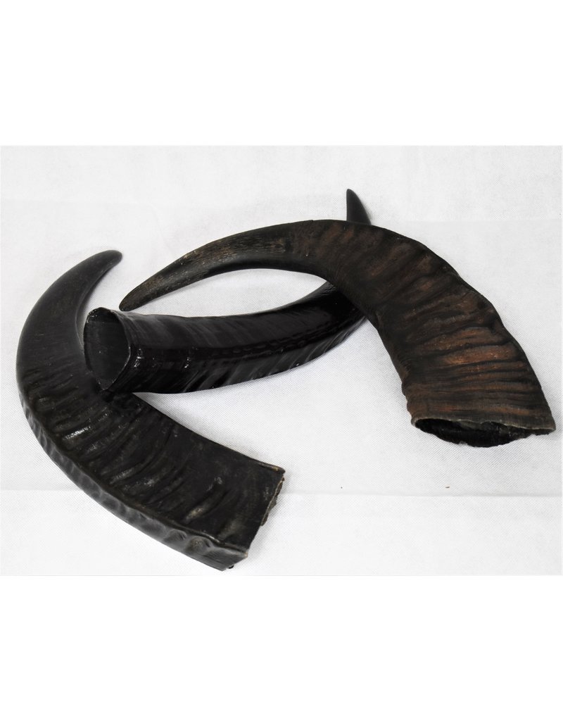 . Water buffalo horn L