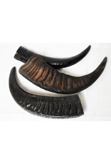 . Water buffalo horn L