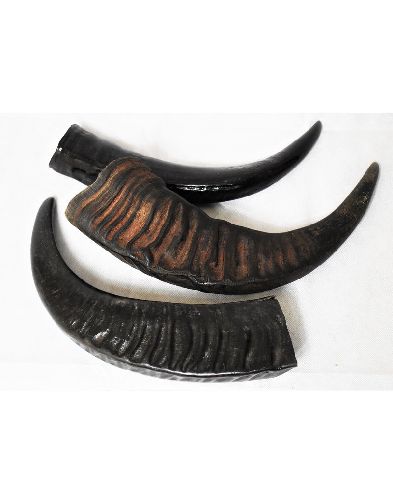 . Water buffalo horn L