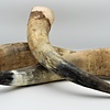 . Watusi horn