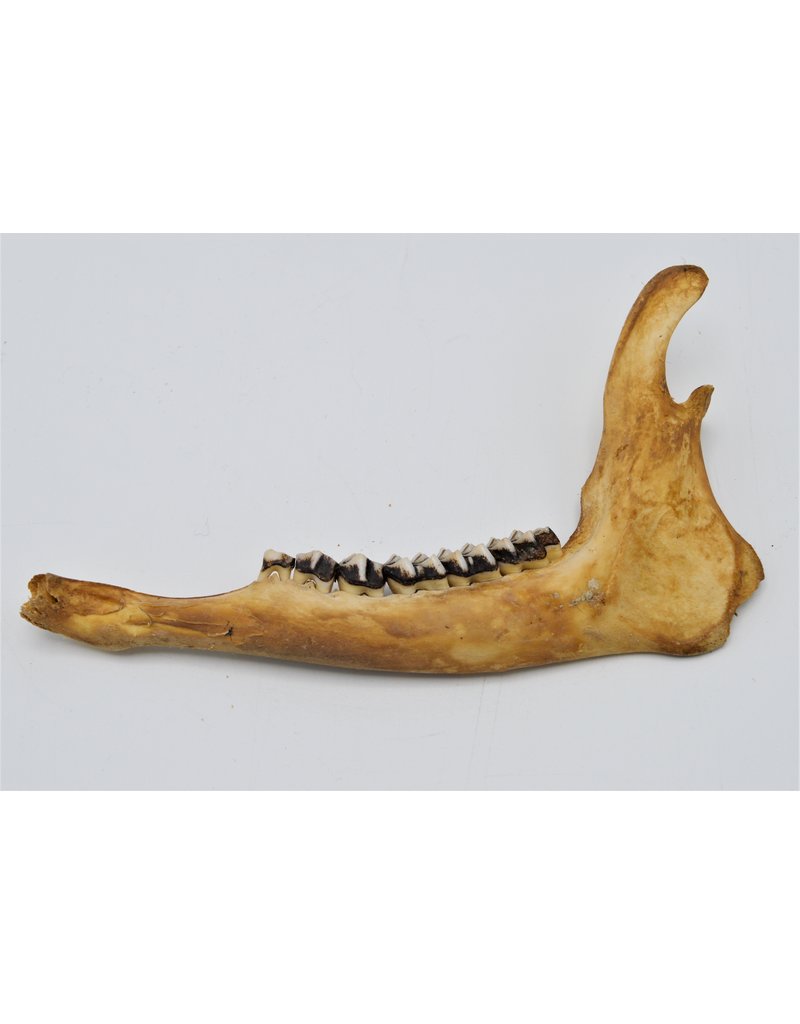 . Lower jaw roe