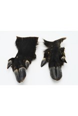 . Wild boar paw