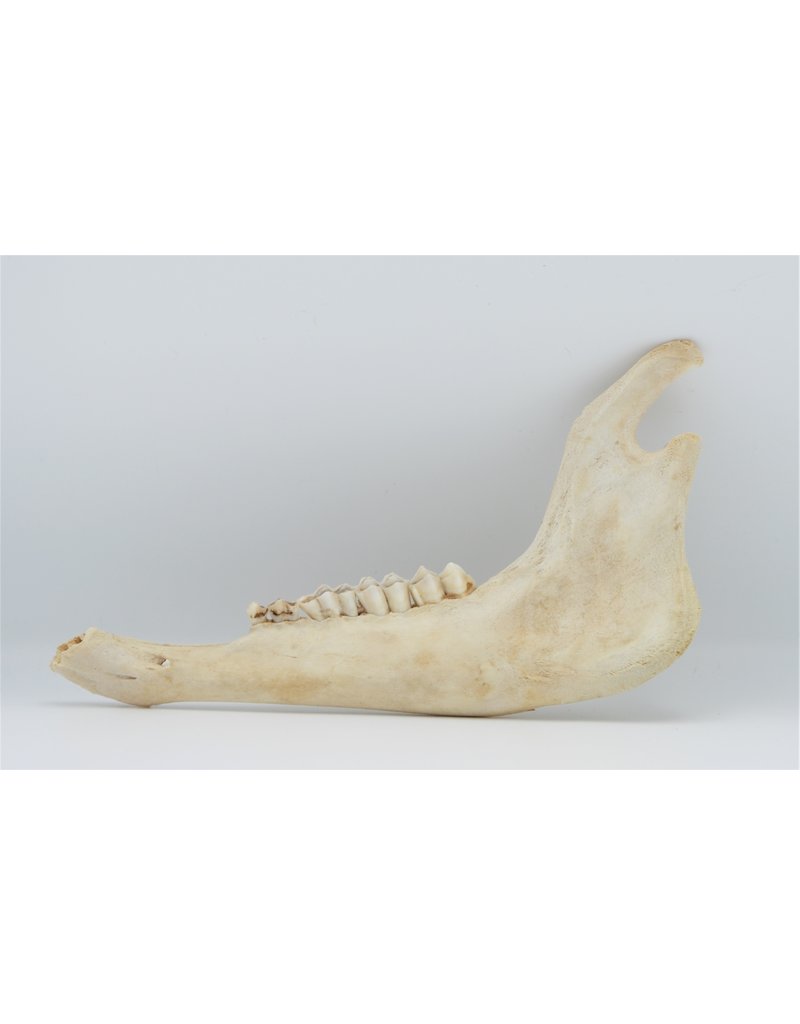 . Lower jaw goat