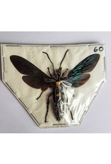 . (Un)mounted Megascolia Procer (wasp)