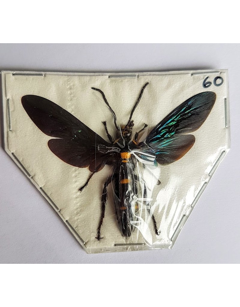 . (Un)mounted Megascolia Procer (wasp)