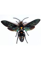 . (Un)mounted Megascolia Procer (wasp)