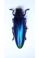 . (On)geprepareerde Chrysochroa Fulminans Fulminans (blauwe prachtkever)