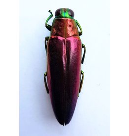 . Ongeprepareerde Chrysochroa Fulminans Nishiyamai (prachtkever)