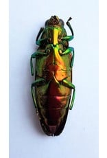 . Unmounted Chrysochroa Fulminans Nishiyamai (jewel beetle)