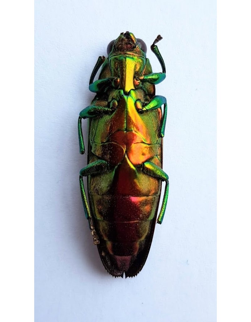 . Unmounted Chrysochroa Fulminans Nishiyamai (jewel beetle)